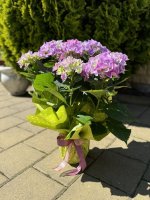 IMG_3602.jpg